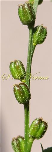  Fruits with glands